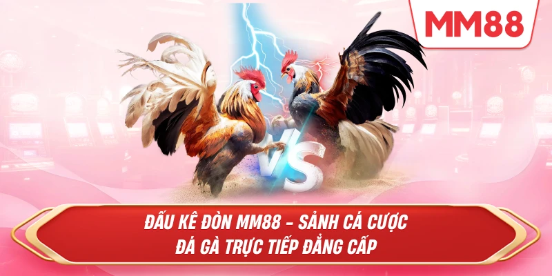 Đấu Kê Đòn MM88 - Sảnh Cá Cược Đá Gà Trực Tiếp Đẳng Cấp