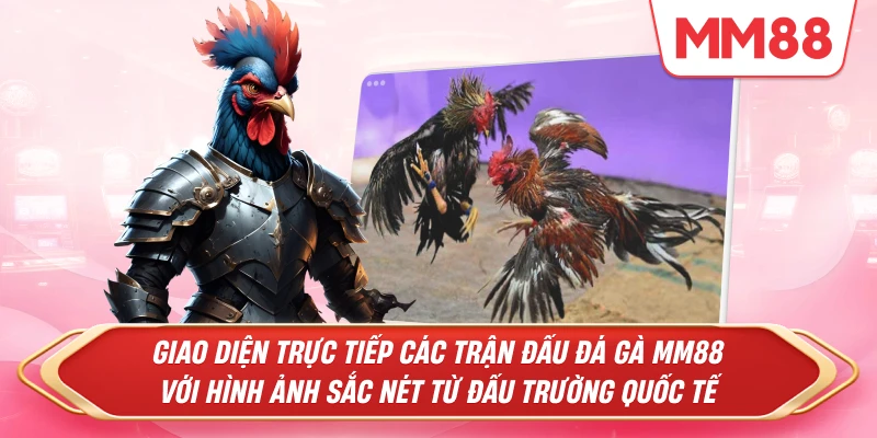 Giao diện trực tiếp các trận đấu Đá Gà MM88 với hình ảnh sắc nét từ đấu trường quốc tế