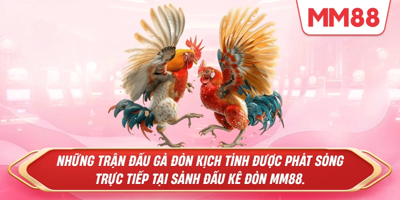 Những trận đấu gà đòn kịch tính được phát sóng trực tiếp tại sảnh Đấu kê đòn MM88.