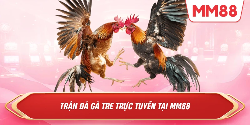 Trận đá gà tre trực tuyến tại MM88